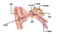 外耳道炎的预防及治疗方法