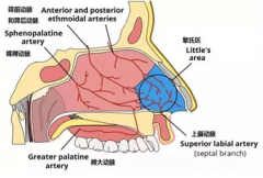 【科普】突然发生鼻出血该怎么办？