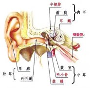 我的耳朵发炎了—— 中耳炎全科普（1）